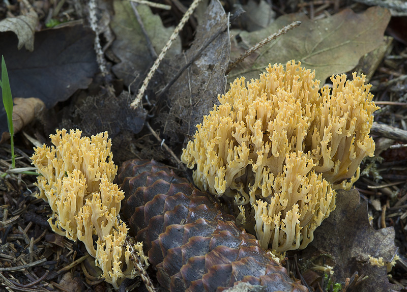 Ramaria myceliosa